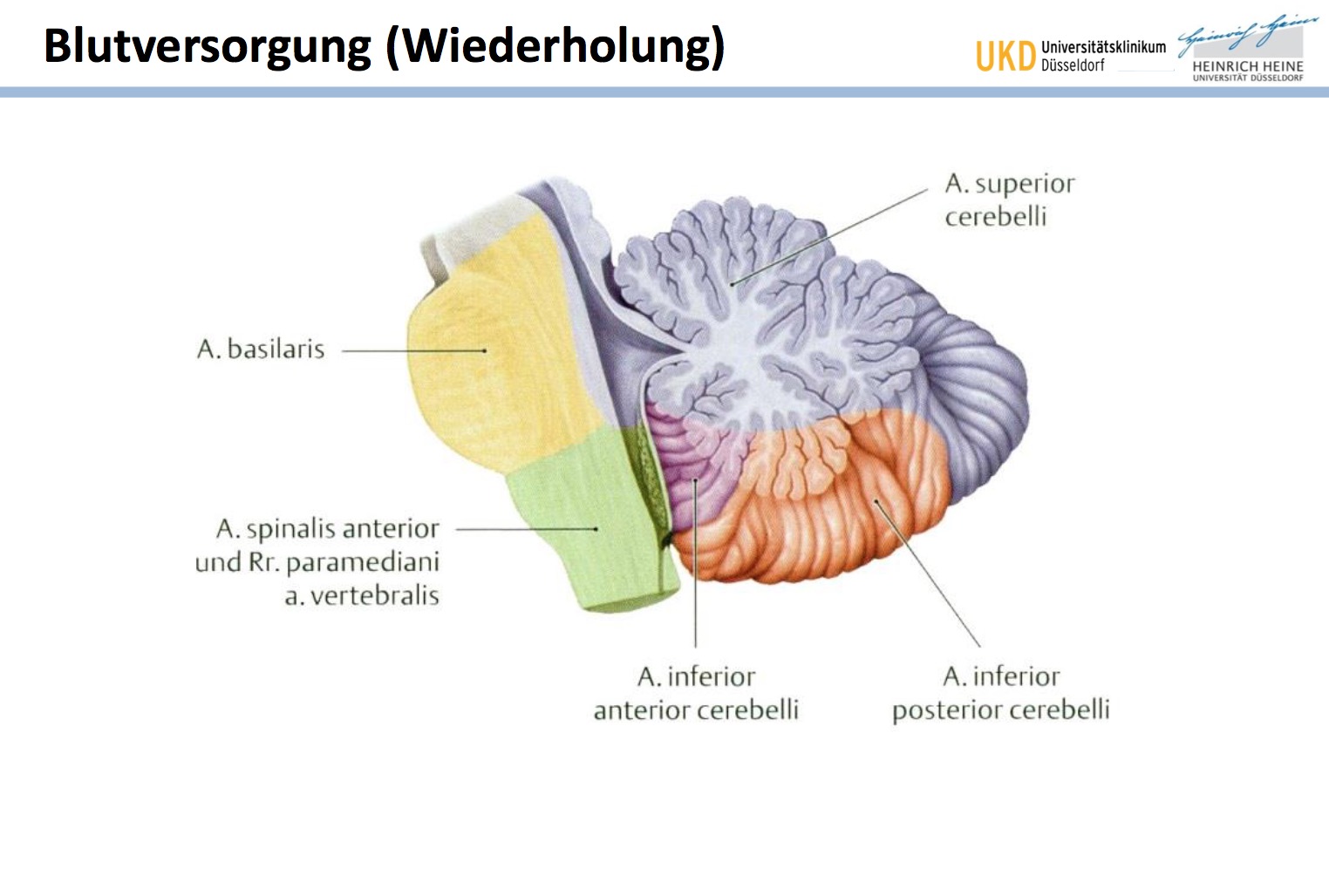 Grosszusammenfassung Neuroanatomie Grosshirn Kleinhirn – VJTUMA