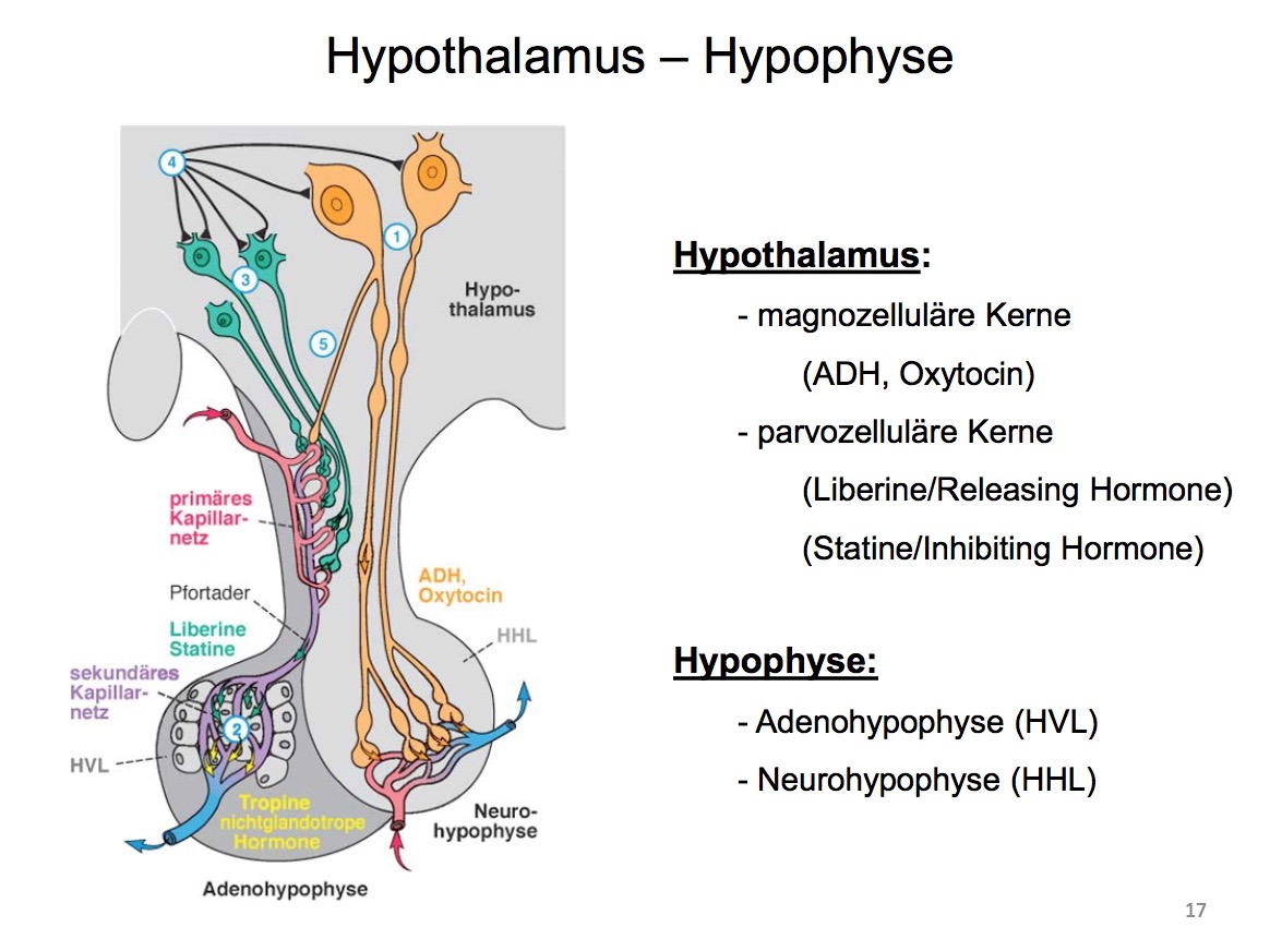 Hypothalamus Hypophyse2 Arten von Kernen im Hypothal... Physiologie