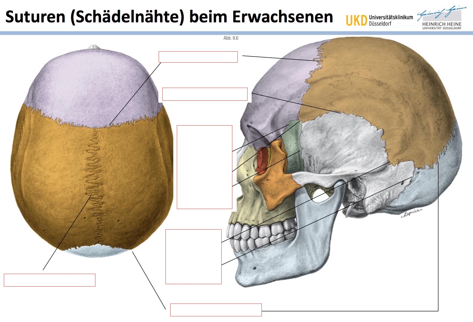 Rille Im Schädel Bei Erwachsenen www.repetico.de