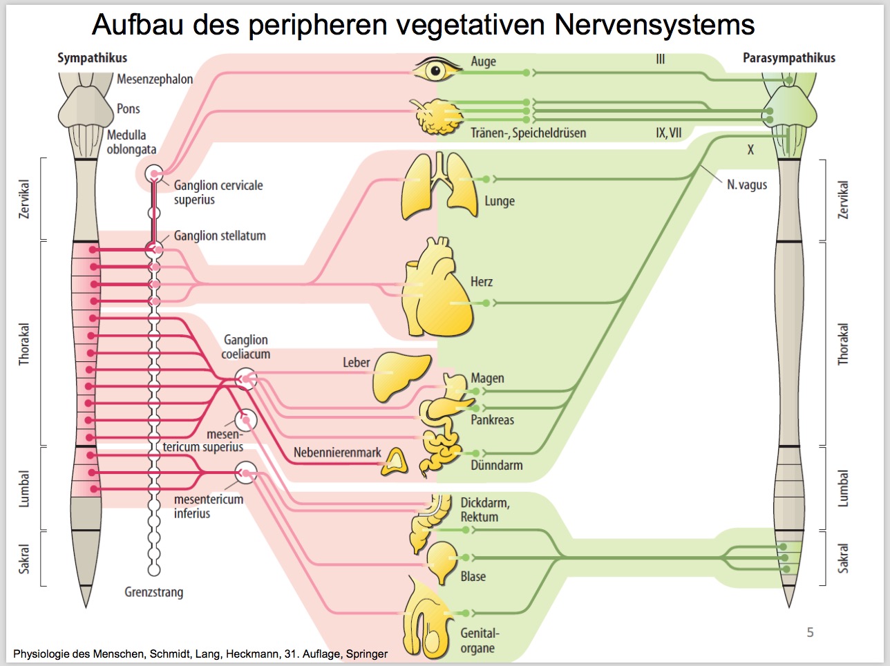 Beschreibe Grob Den Aufbau Des Peripheren NervensystemsS ...