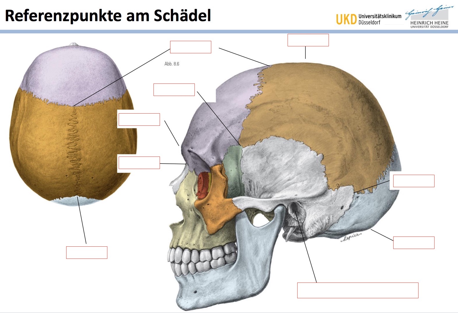 Rille Im Schädel Bei Erwachsenen www.repetico.de