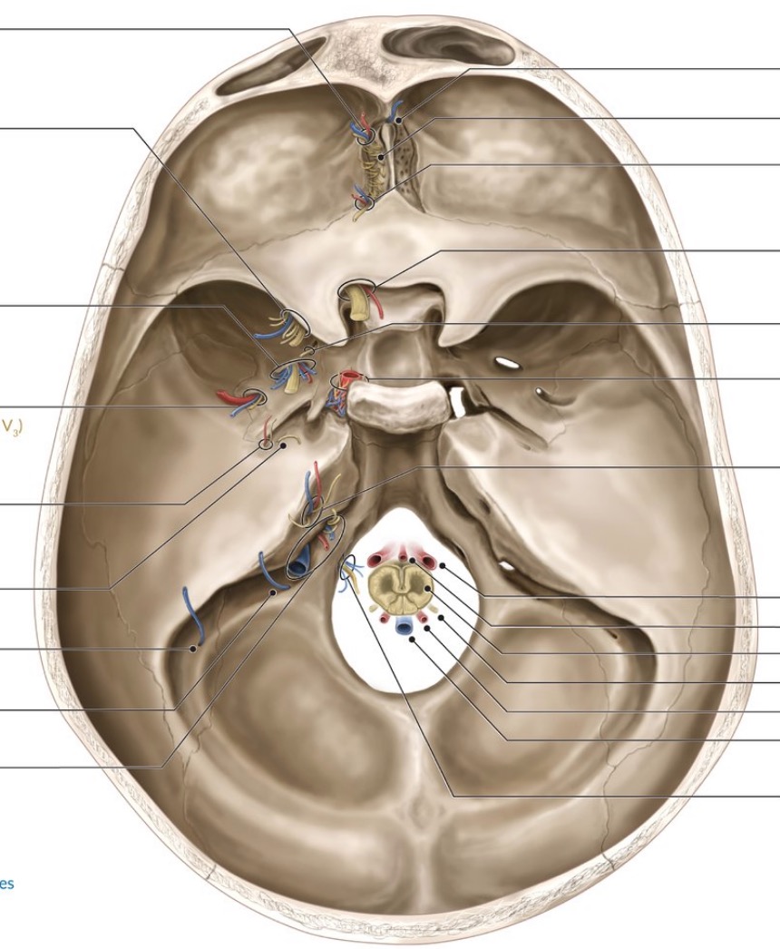 Foramina der Schädelbasis (innen und aussen)Wo liegen d