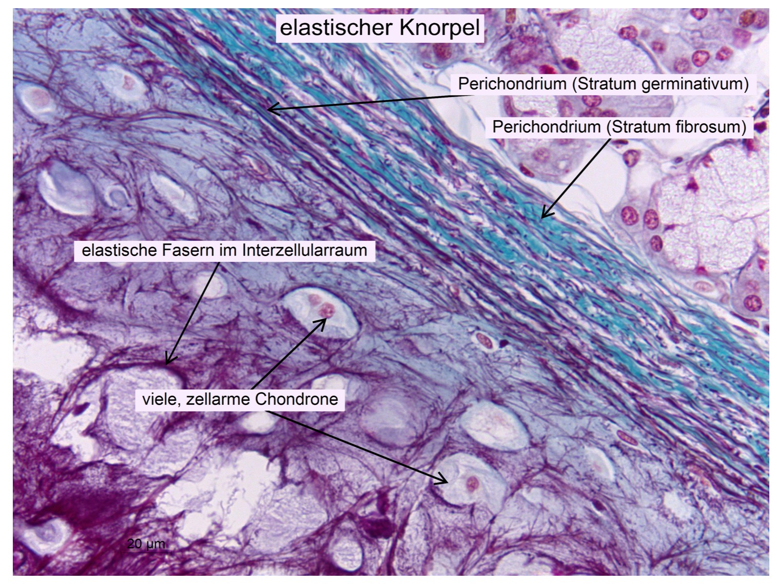 elastisches Knorpelgewebe