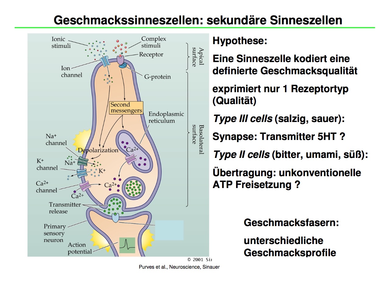 Geschmackssinneszellen: sekundäre Sinneszellen primär... | Physiologie: Geschmack & Geruch ...