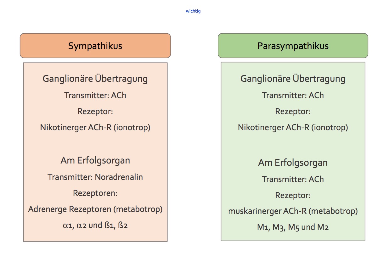 ﻿wichtig Vergleich Sympathikus Parasympathikusam Ga Physiologie Vegetatives Nervensystem 6133