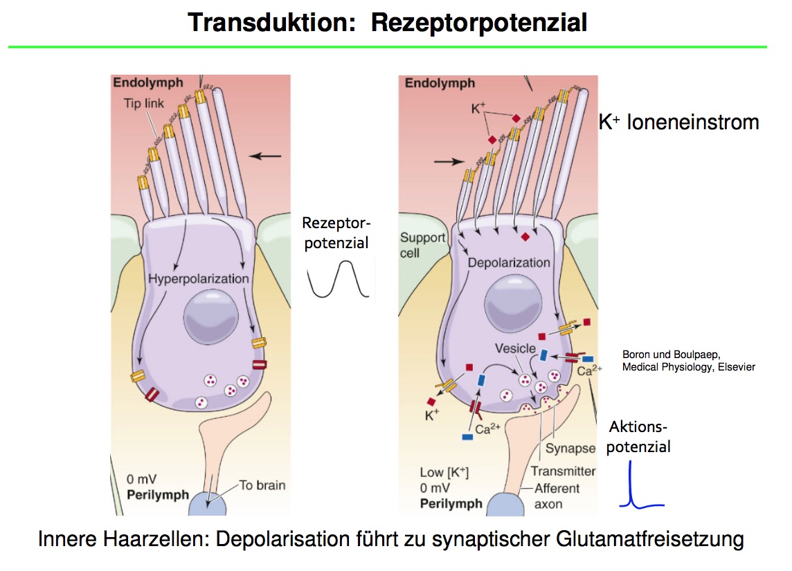 Transduktion RezeptorpotenzialWas passiert nach Öffnun... Physiologie auditorisches System Transduktion RezeptorpotenzialWas passiert nach Öffnun... Physiologie auditorisches System