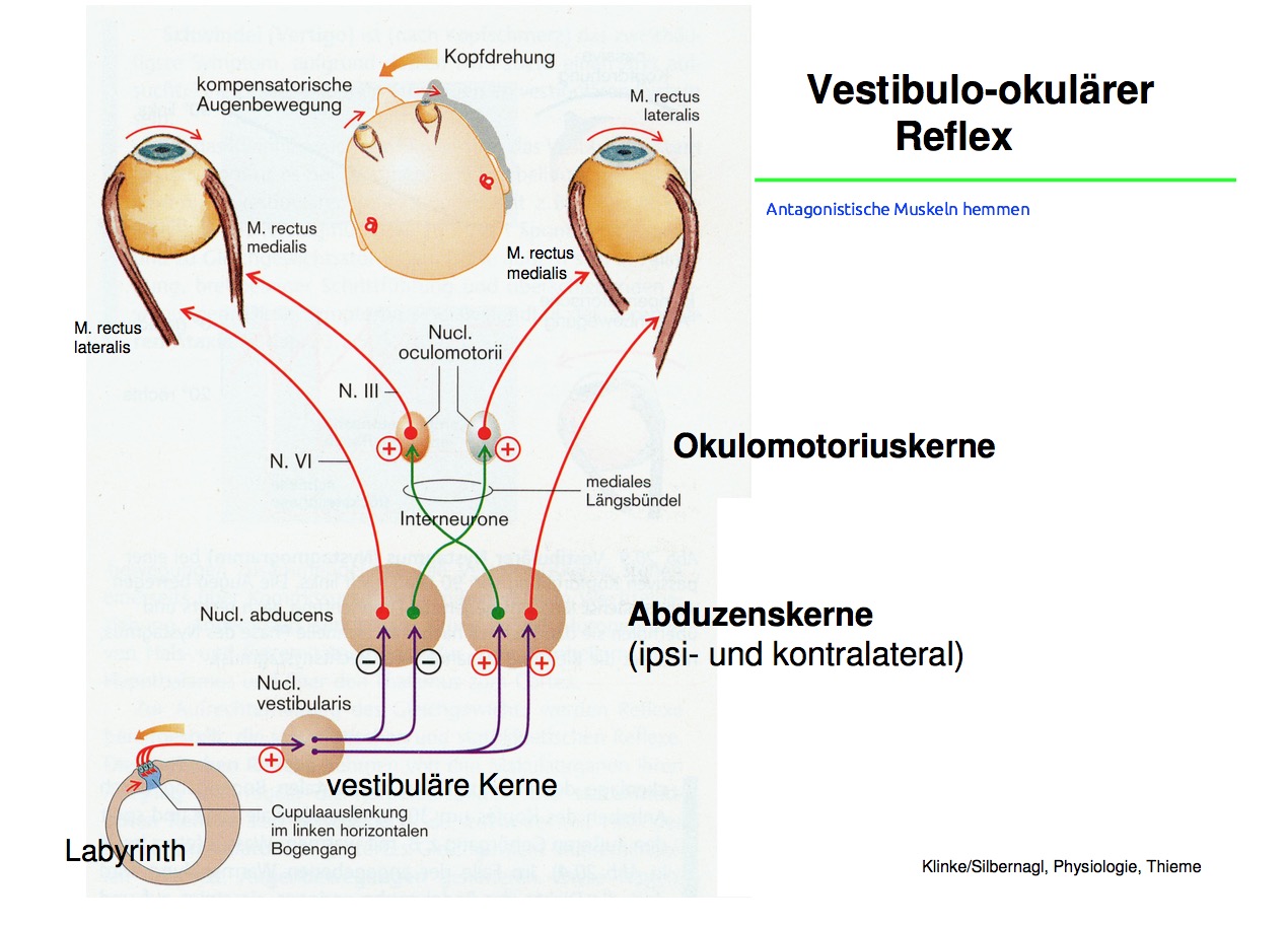 lidschlussreflex experiment