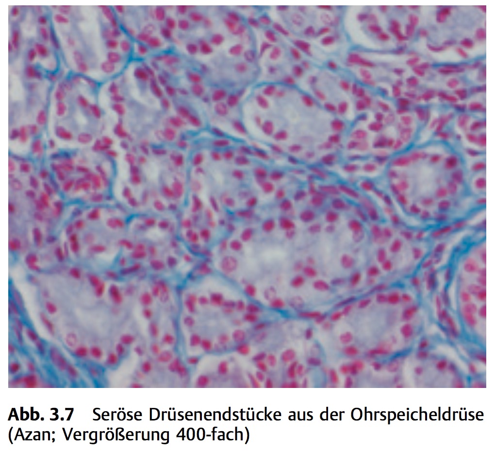 Seröse Drüse: Wie Kann Das Sekret Beschrieben Werden? ... | Histologie ...