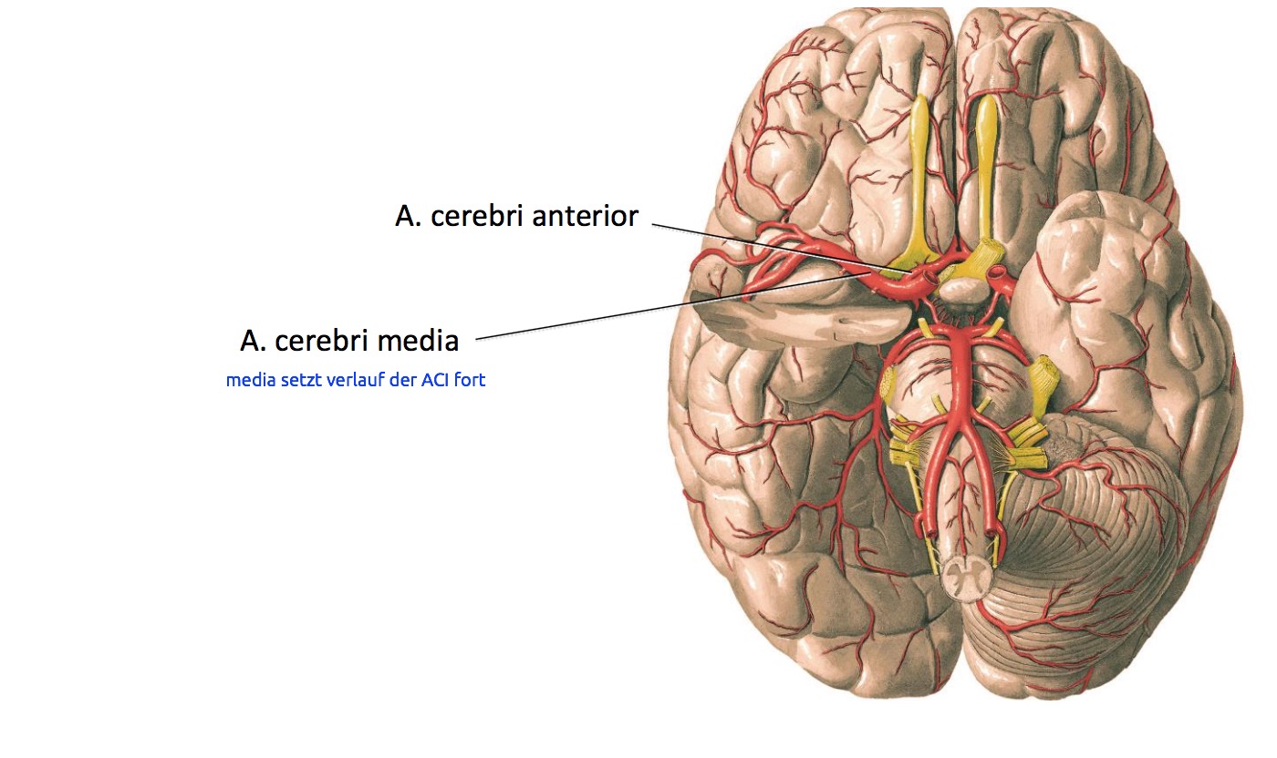 A. carotis interna, pars cerebralisWelche 4 A. werden vo