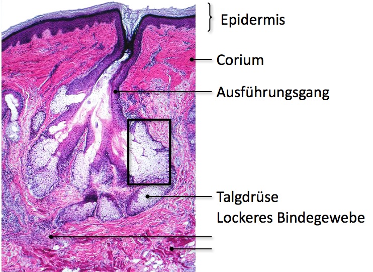 Talgdrüse | Histologie: Epithelien und Drüsen | Repetico