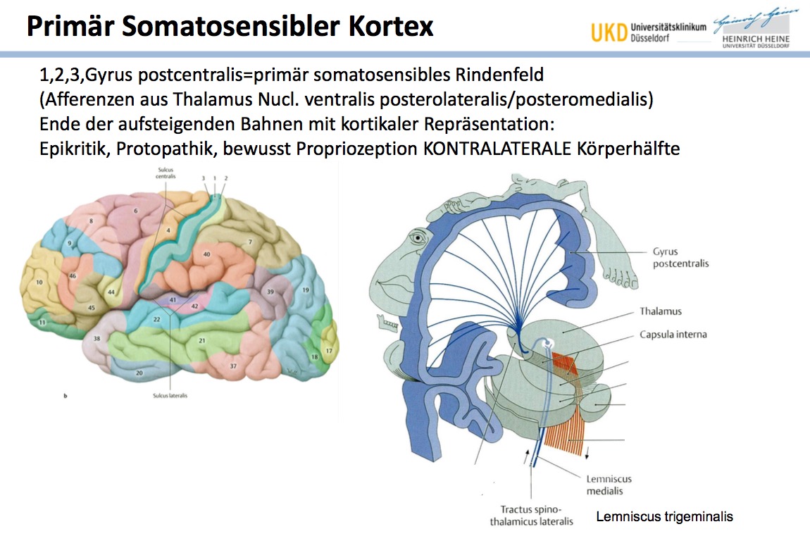 Primar Somatosensibler Kortexaus Welchem Kern Des Thal