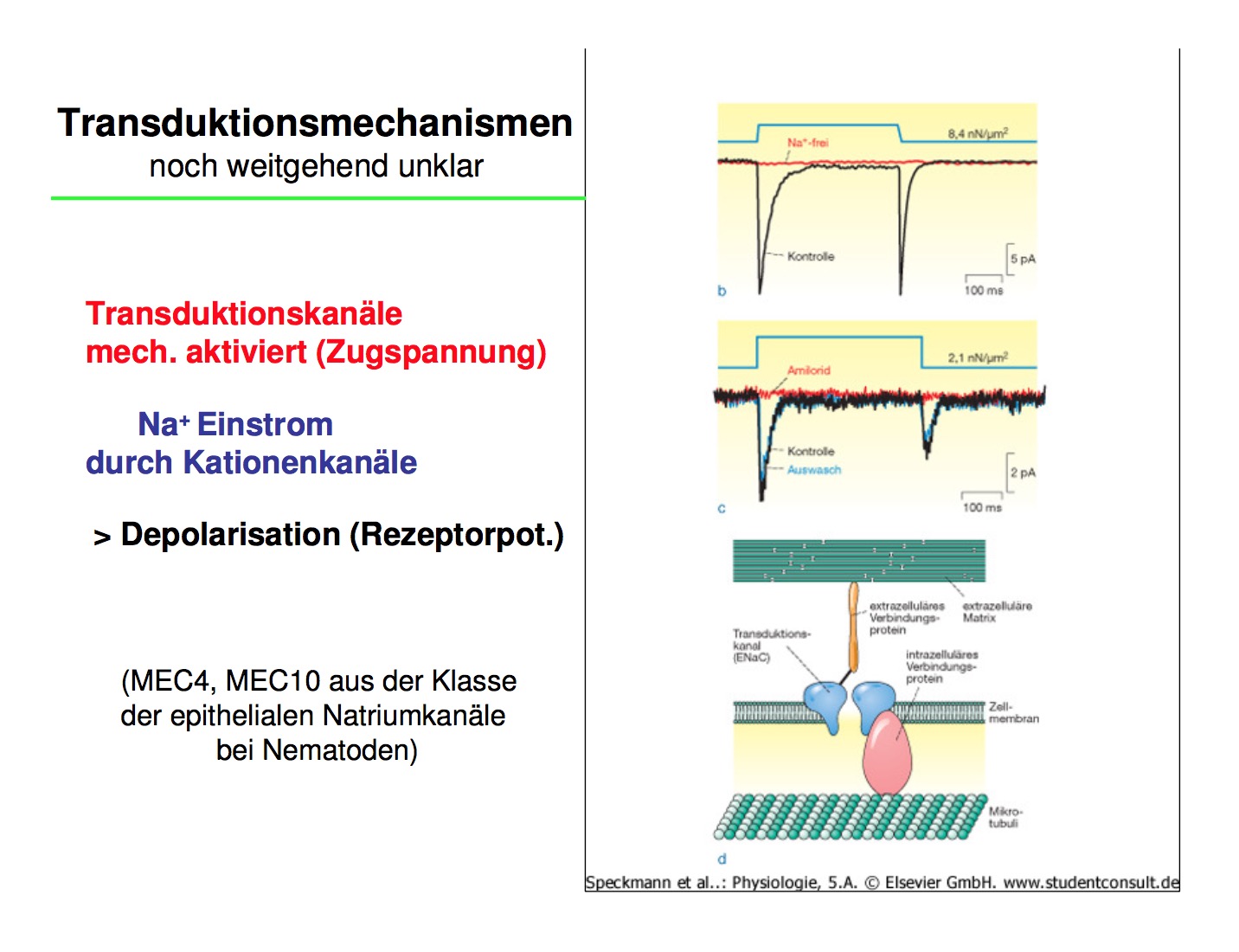TransduktionsmechanismenWie läuft die Transduktion (ver