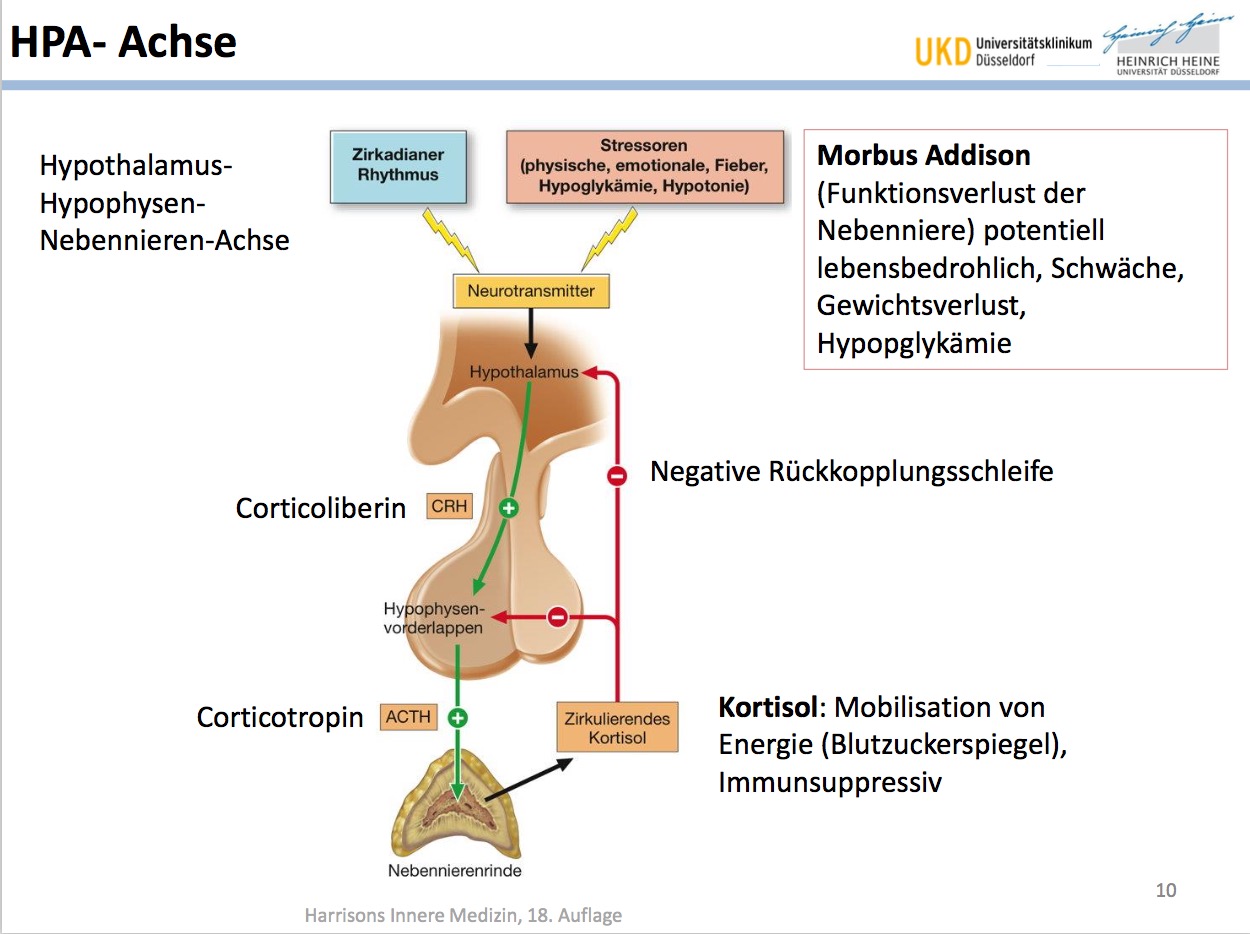 HPA- AchseHPA steht für...Welche äusseren Faktoren spi ...