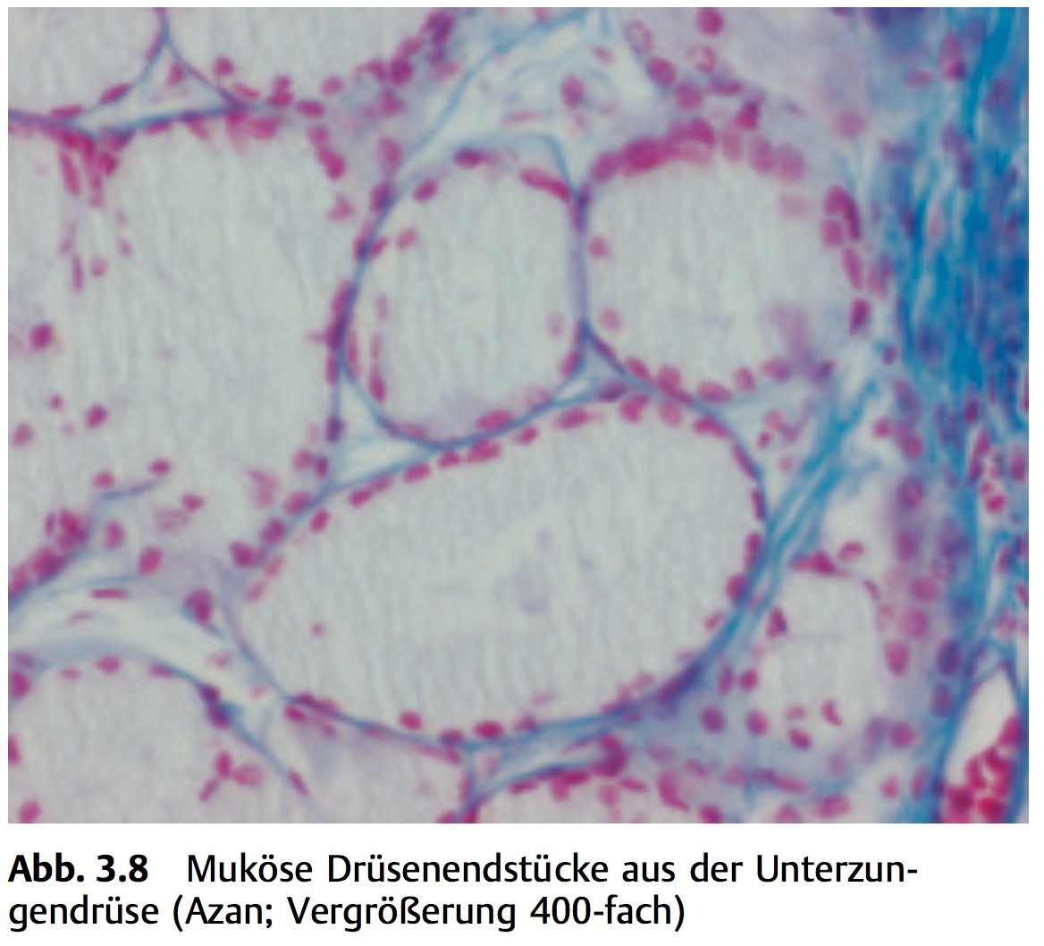 Mucöse Drüse Beschreibung Des Sekrets Histologische Histologie Epithelien Und Drüsen 