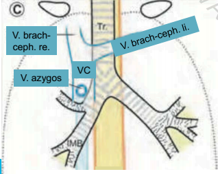 EBUS Anatomie III EBUS Repetico