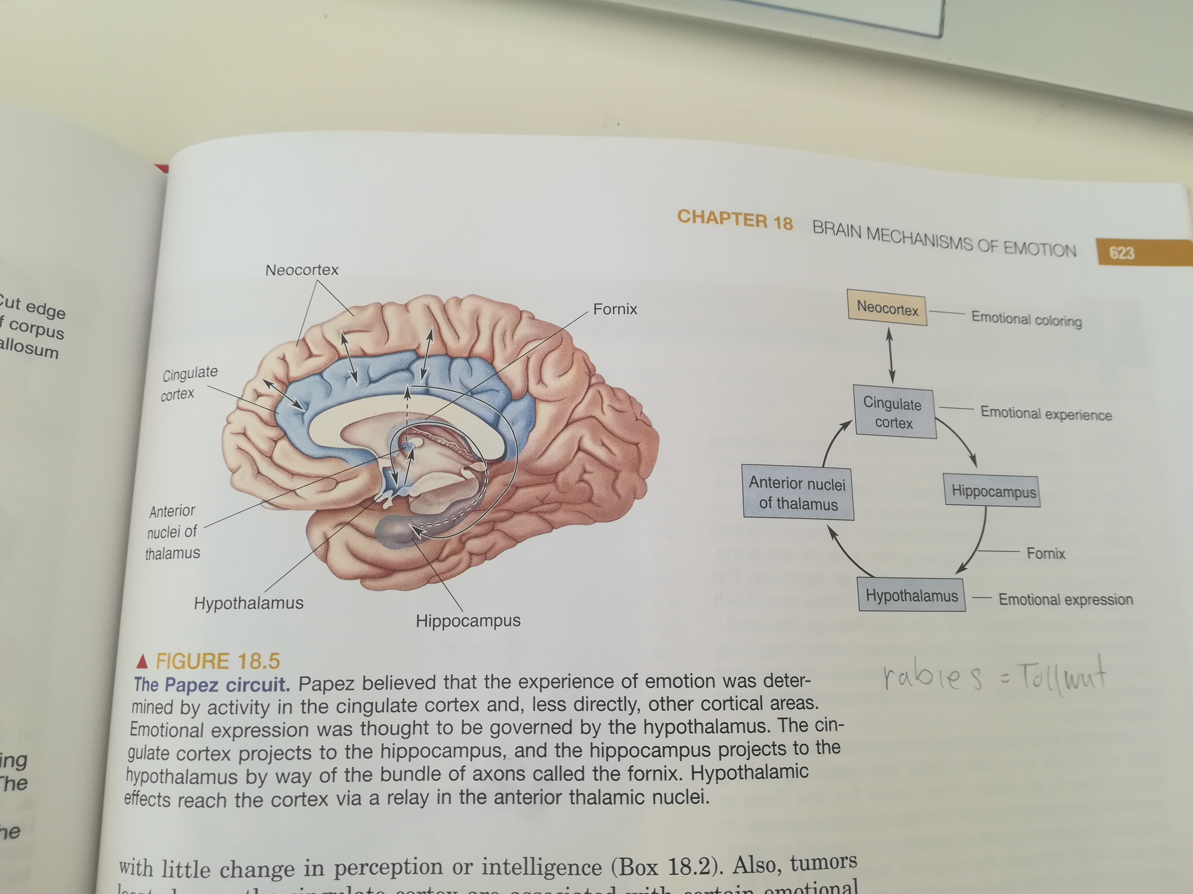 Was ist der Papez circuit? Bio2 Repetico