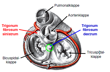 Herzskelett HKL Anatomie Repetico