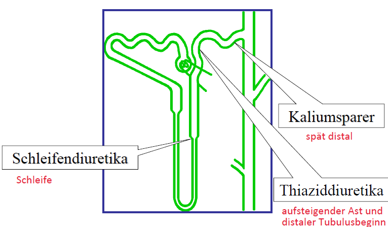 Diuretika (Ansatzpunkte und Typen) | HKL Pharmakologie | Repetico