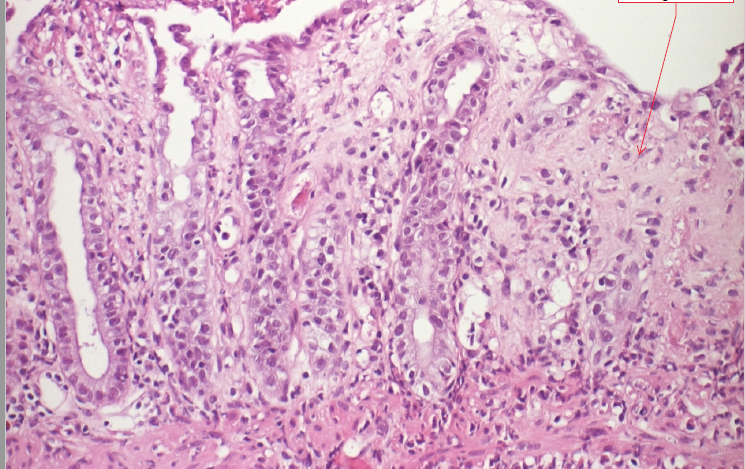  PathoBilder Repetico