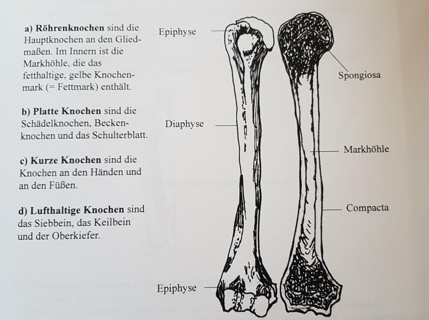 Beschriften Sie Den Aufbau Eines Knochens In Der Abbildu... | Skript 8 ...