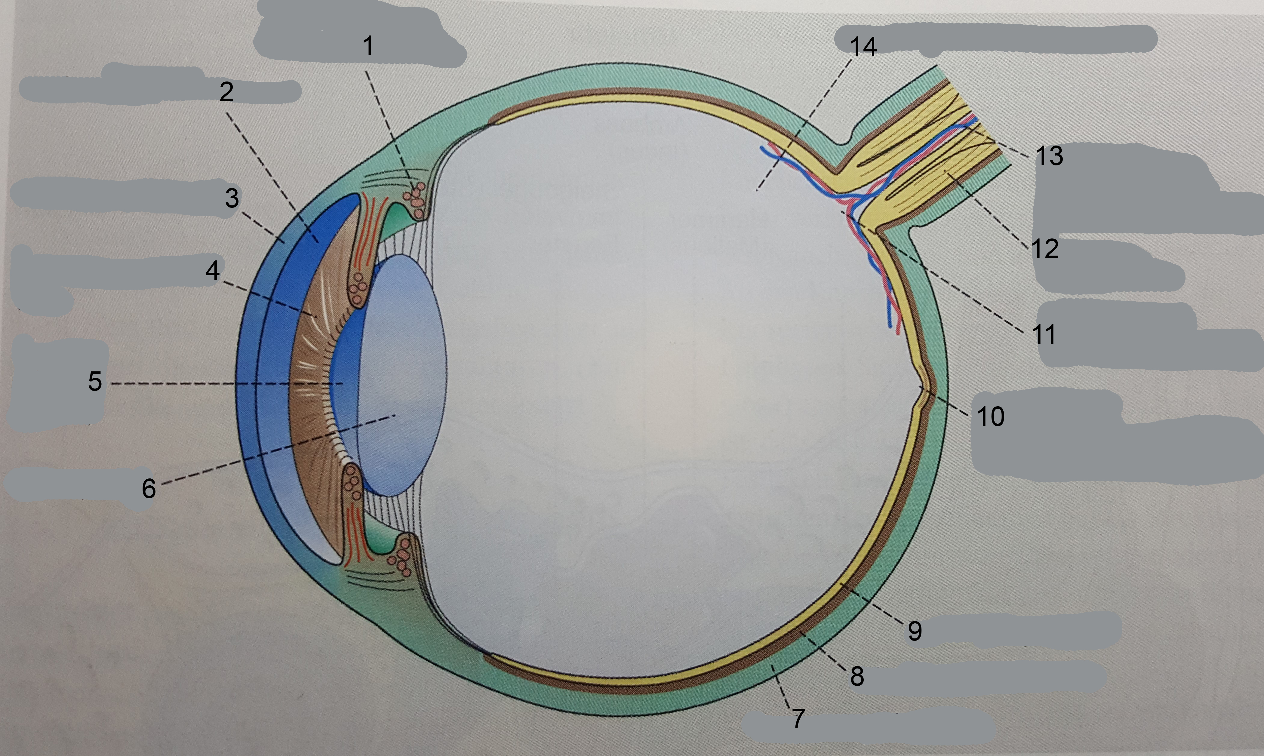 Aufbau Auge | Bilder | Repetico