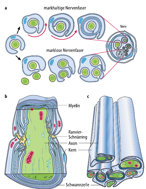 Markhaltige Und Marklose Nervenfasern Myelinisierte AxoneAufbauVorteil? | 05 Neuron/ Synapsen | Repetico