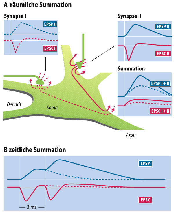 Räumliche Und Zeitliche Summation Was versteht man unter räumlicher und zeitlicher Summat... | 05 Neuron