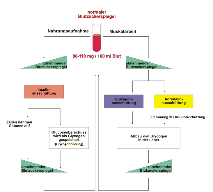 Wie Funktioniert Die Blutzuckerregulation Bei Nahrungsau... | 09 ...