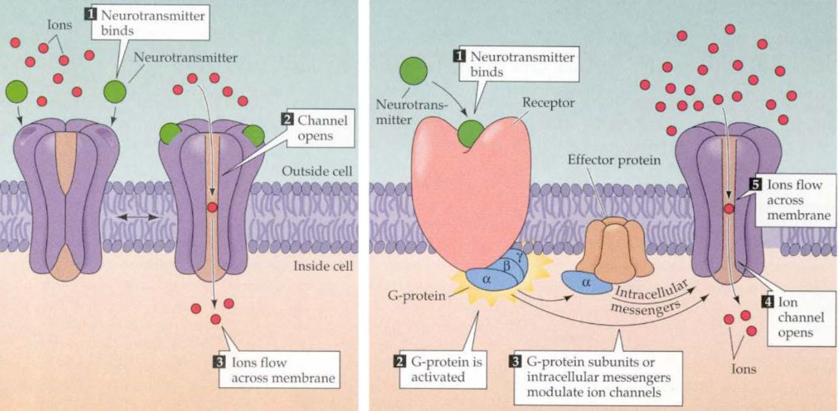 Что такое channeling. Гамма рецепторы. Строение ГАМК А рецептора. Gaba рецепторы. Ligand Gated ion channels.