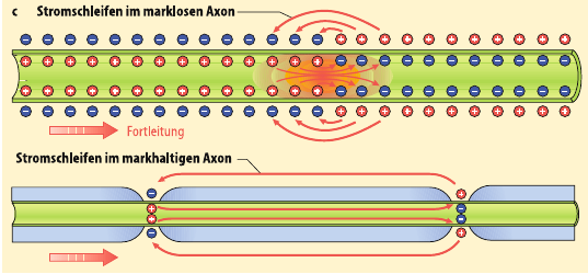Kontinuierlich Und Saltatorische Erregungsleitung Was bedeutet saltatorische Erregungsleitung? | 05 Neuron/ Synapsen