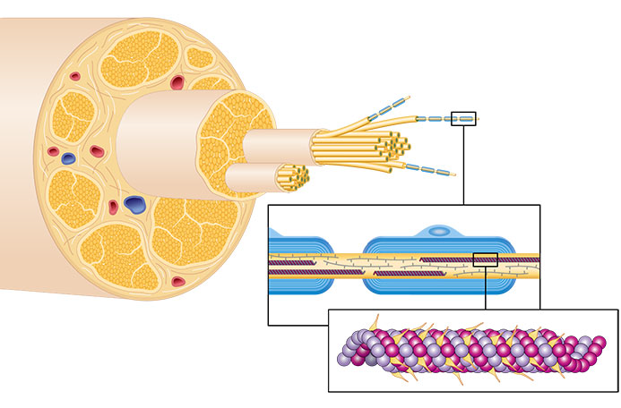 Markhaltige Und Marklose Nervenfasern Aufbau einer Nervenfaser | 05 Neuron/ Synapsen | Repetico