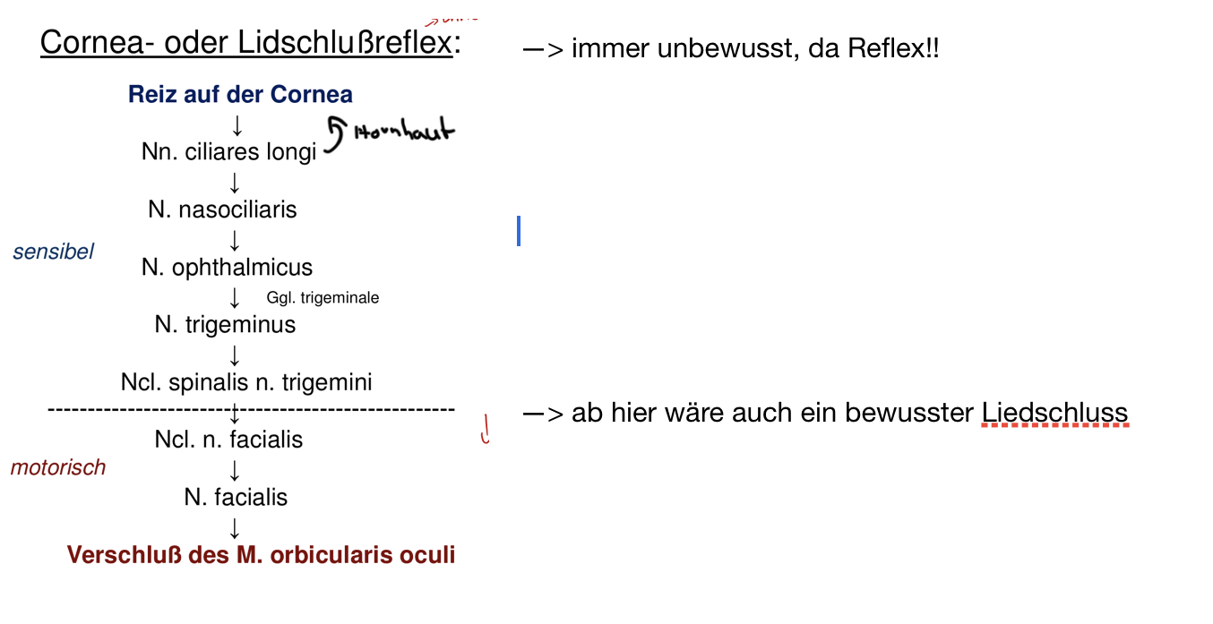 Cornea oder Liedschlussreflex Anatomie ZNS Repetico