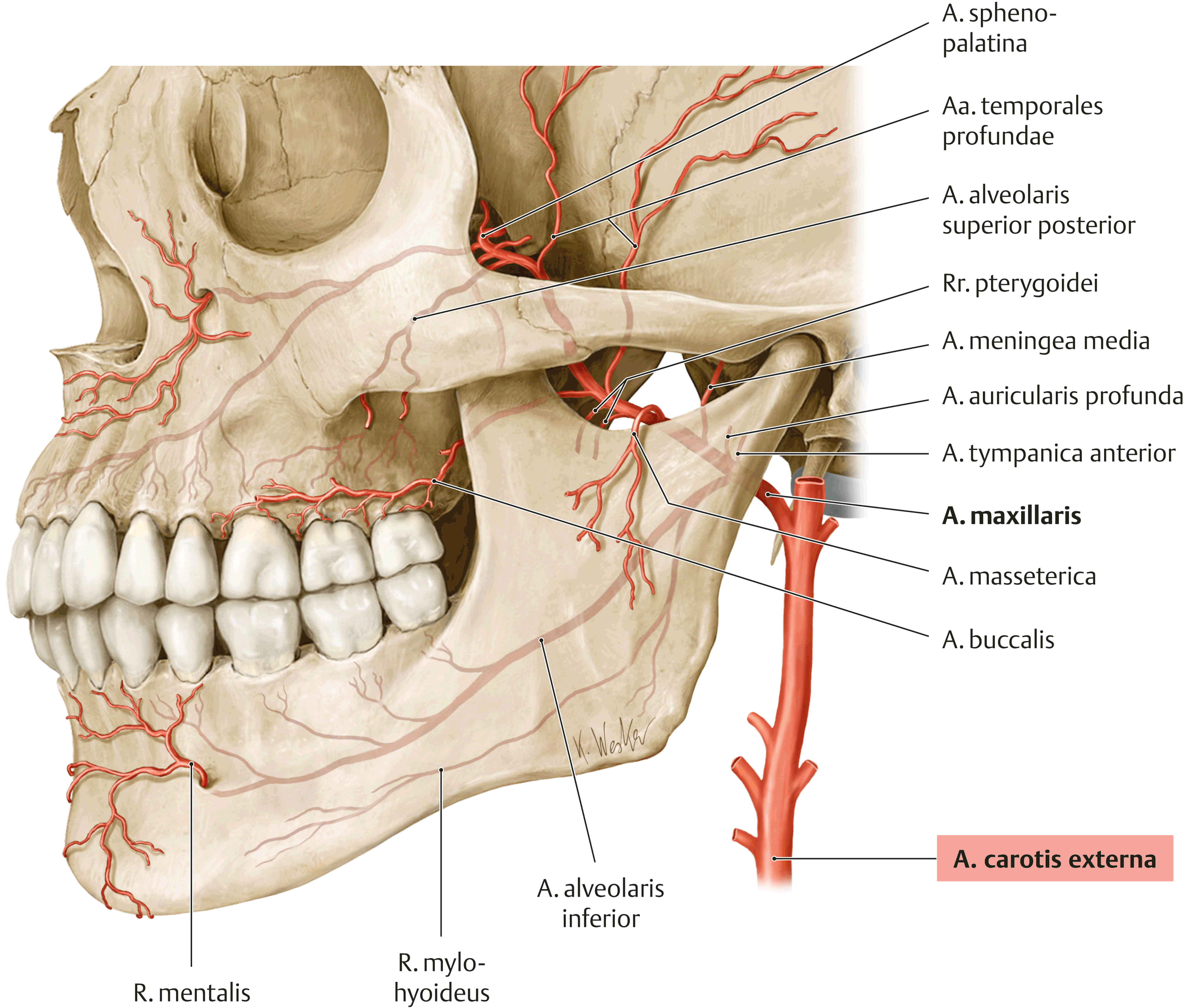 Arteria maxillaris схема