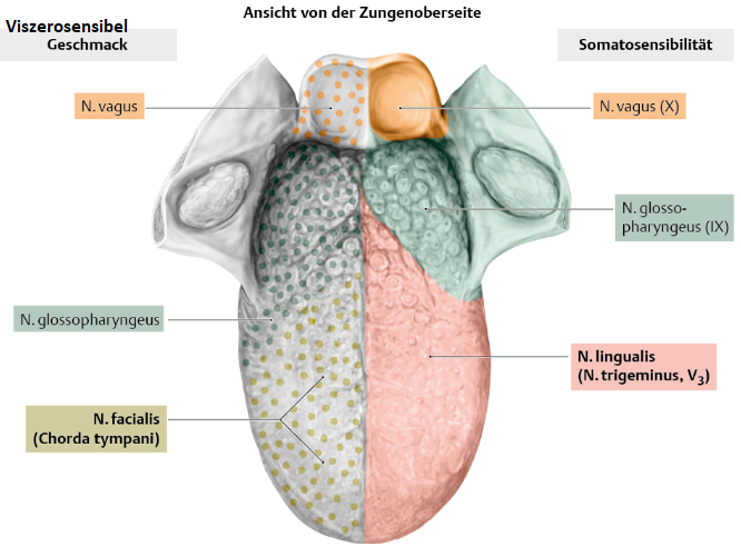 Wie wird die Zunge allg. somatosensibel versorgt? | Anatomie Kopf | Repetico