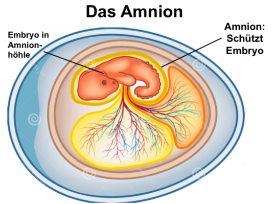 AMNIOTA amniotisches Ei | Zoologie I | Repetico