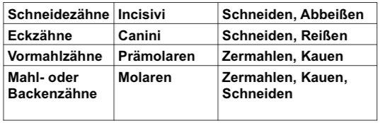MAMMALIA heterodontes Gebiss Zoologie I Repetico