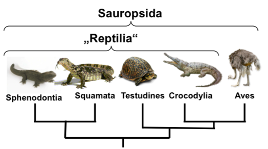 Sauropsida Zoologie I Repetico