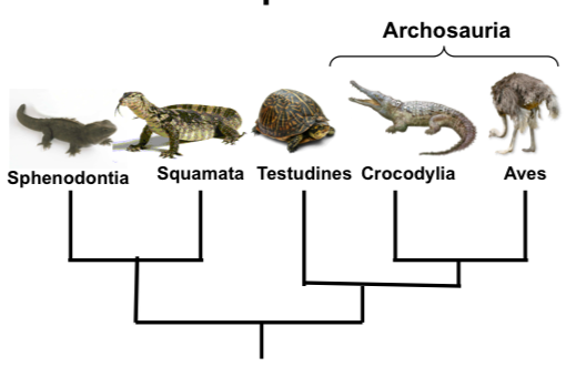 Archosauria Zoologie I Repetico
