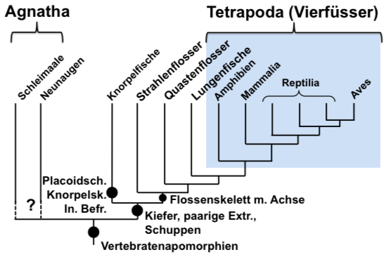 TETRAPODA wichtigste Apomorphien Zoologie I Repetico