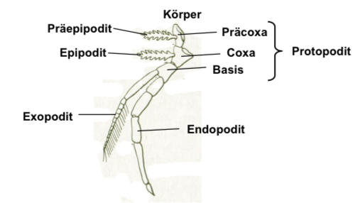 CRUSTACEA Spaltbein Zoologie I Repetico