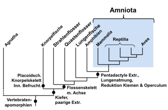 Amniota Zoologie I Repetico