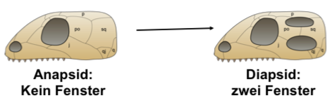 SAUROPSIDA Apomorphien Zoologie I Repetico