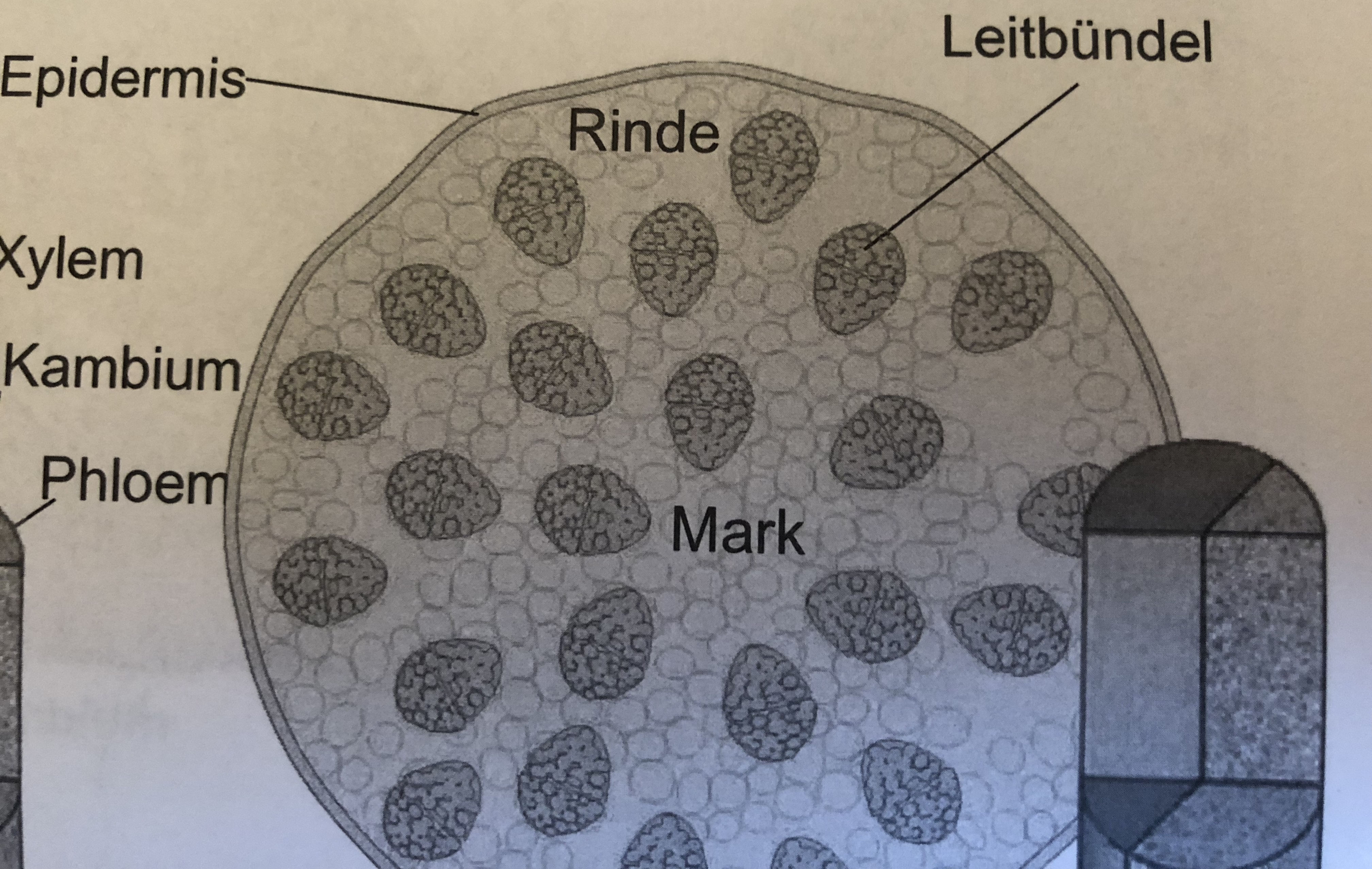 Anordnung der Gefäßbündel (Leitbündel) BOTANIK I Repetico