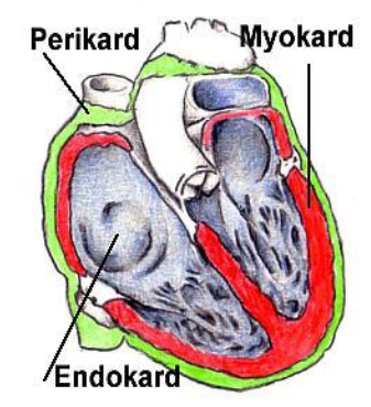 Perikard Medizintechnik Repetico