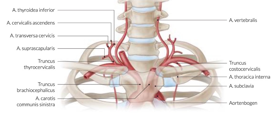 A subclavia Anatomie Repetico