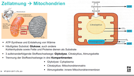 Prozesse Der Zellatmung Ausführlich...Was Geschieht Wo... | -3b Bio ...