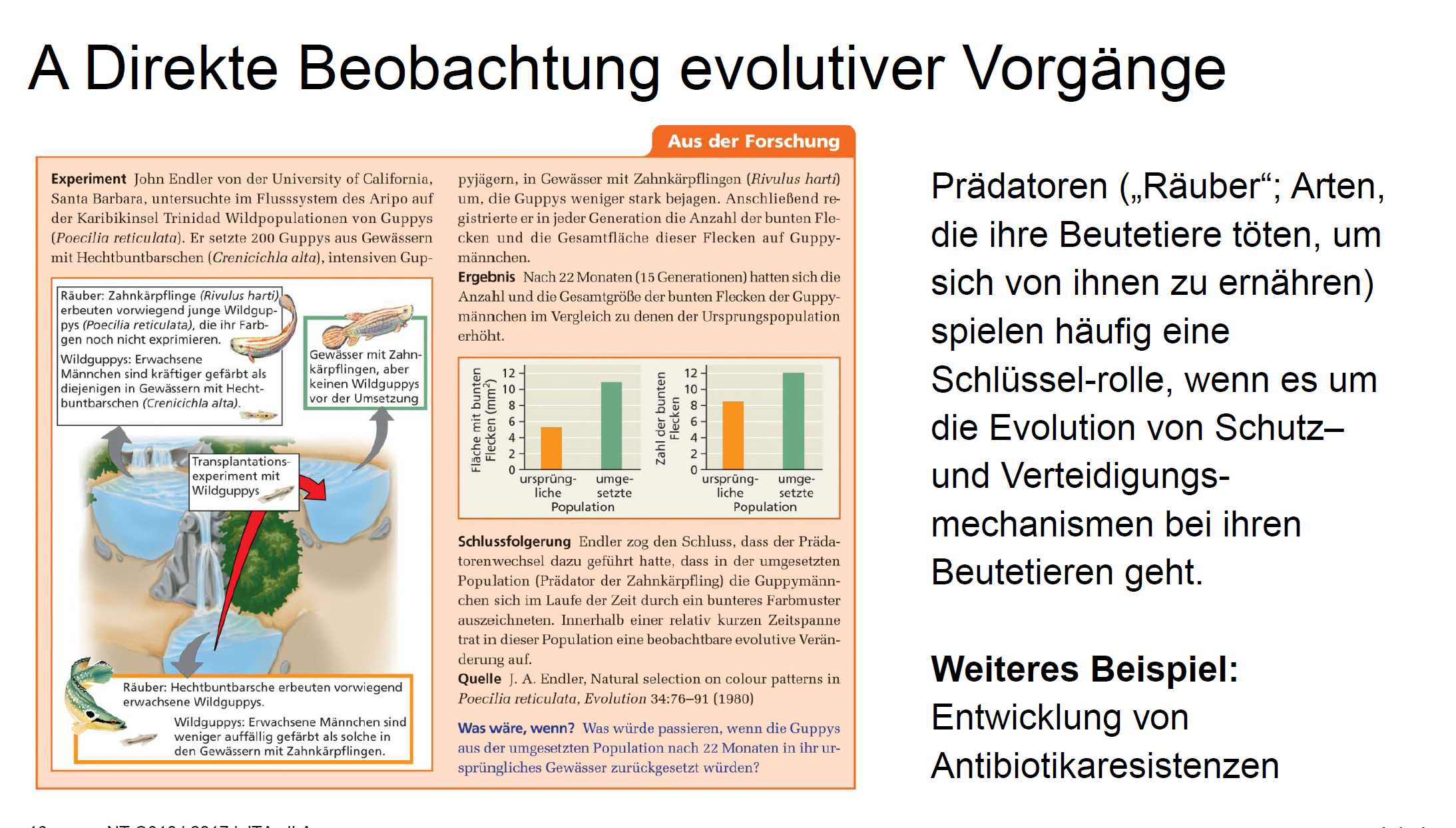 Beispiele für direkte Beobachtung evolutiver Vorgänge... | -3b Bio_Evolution_Ökosystem_Fotosy ...