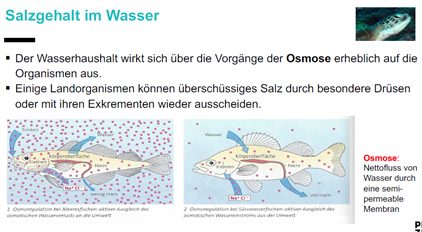 Salzgehalt im Wasser Osmose 3b Bio_Evolution_Ökosystem_Fotosy