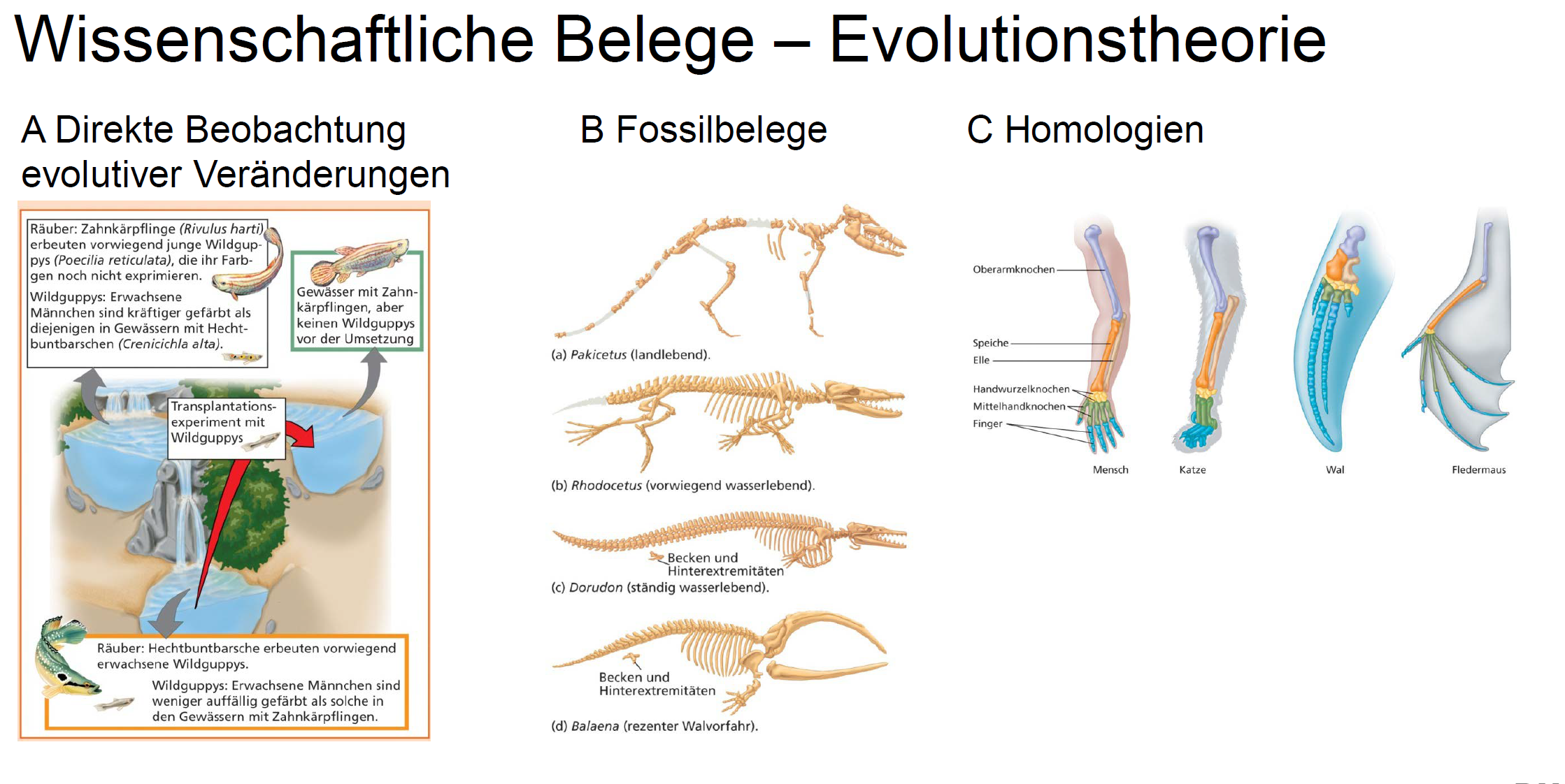 Wissenschaftliche Belege Der Evolutionstheorie 3b Bio Evolution Okosystem Fotosy Zellatm Repetico