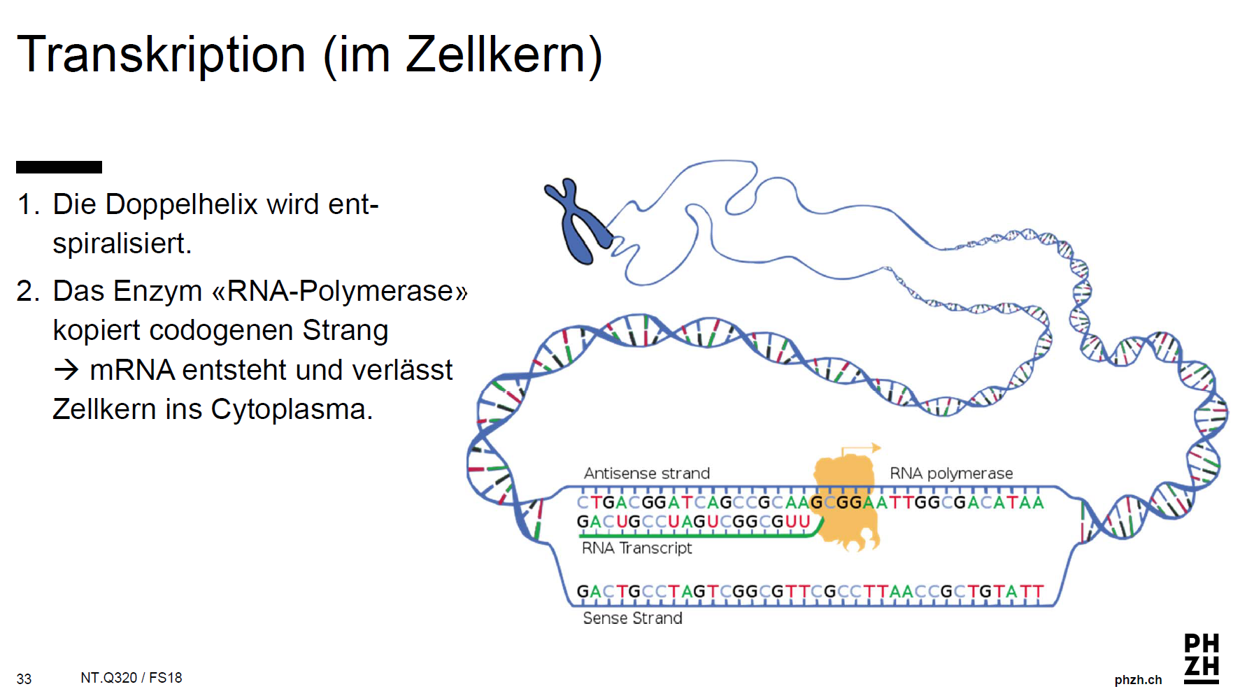 Was geschieht bei der Translation / Transkription? Im Z... 01 Chemie